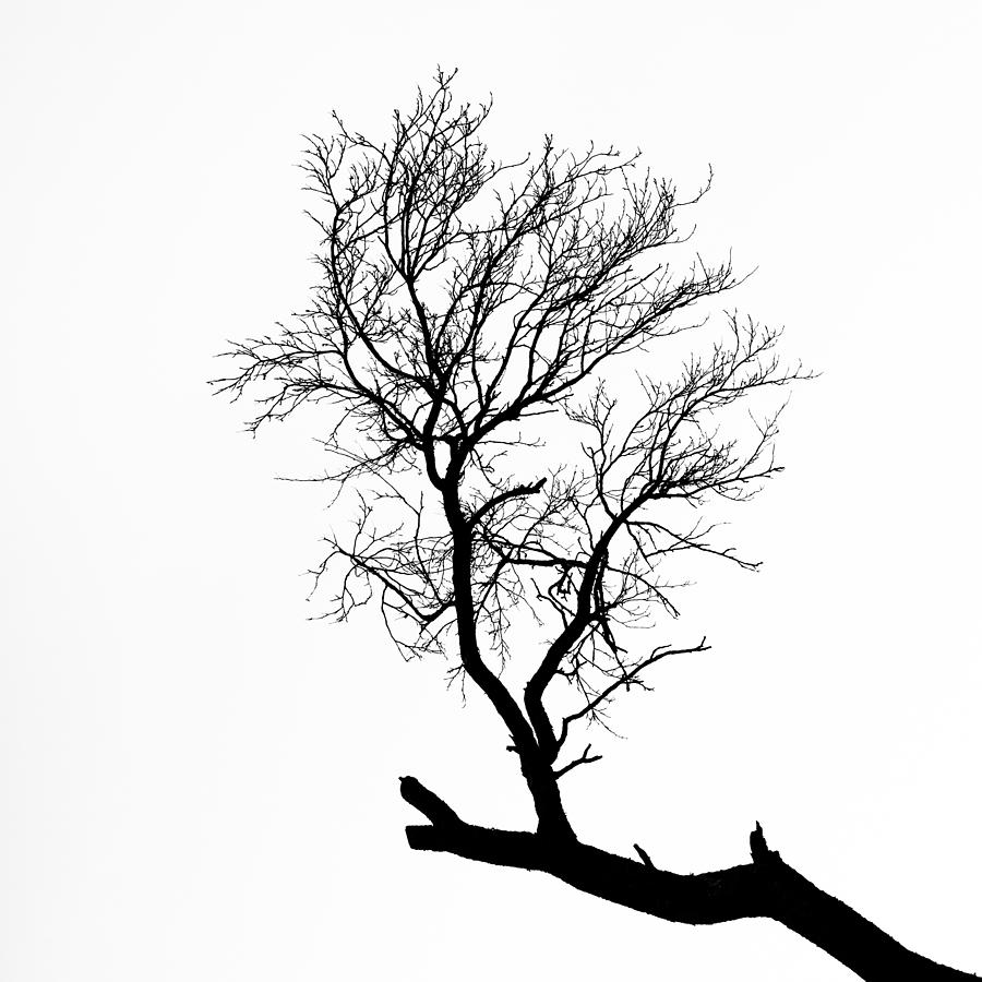 Isolated tree branch silhouette Photograph by Miha Pavlin