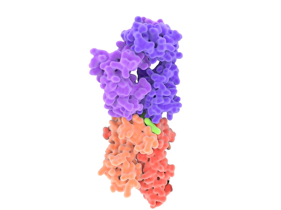 Isolated View Of A T-cell Receptor Photograph by Juan Gaertner