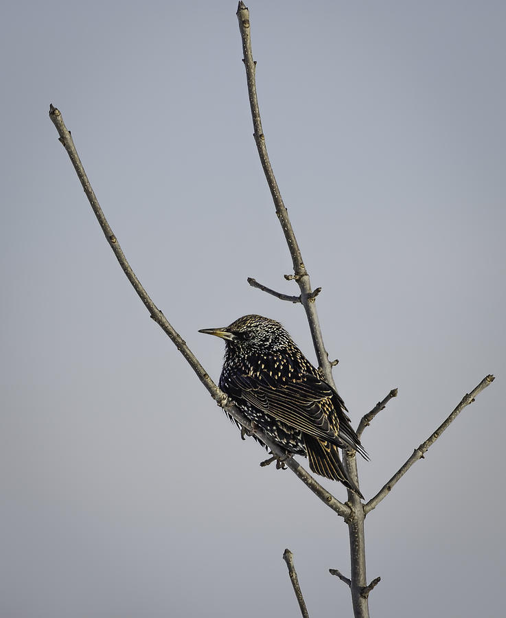 Wildlife Photograph - Isolated Winter Starling by Thomas Young