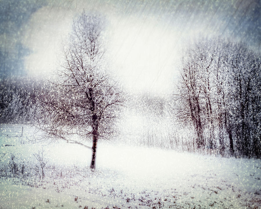 Isolation Photograph by Paul Newell