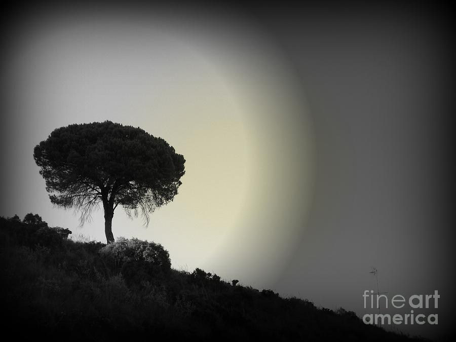 Black And White Photograph - Isolation tree by Clare Bevan