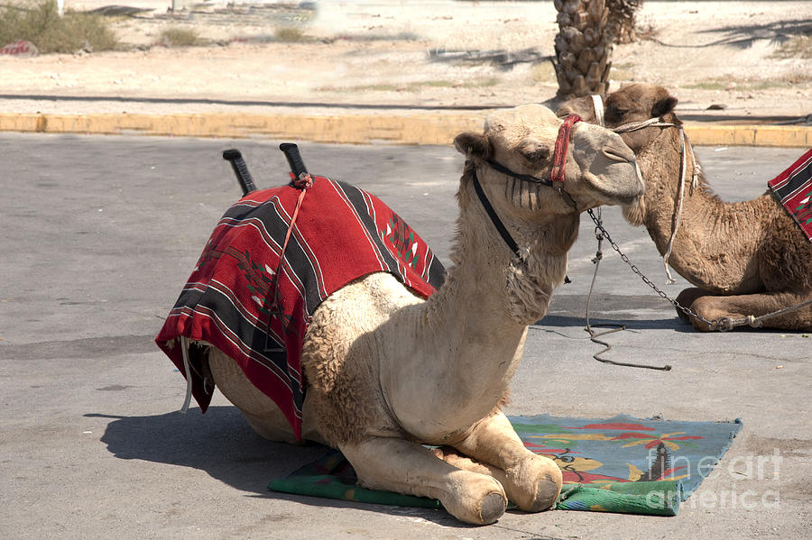 Israel Dead Sea Camels Photograph by   Avi Horovitz