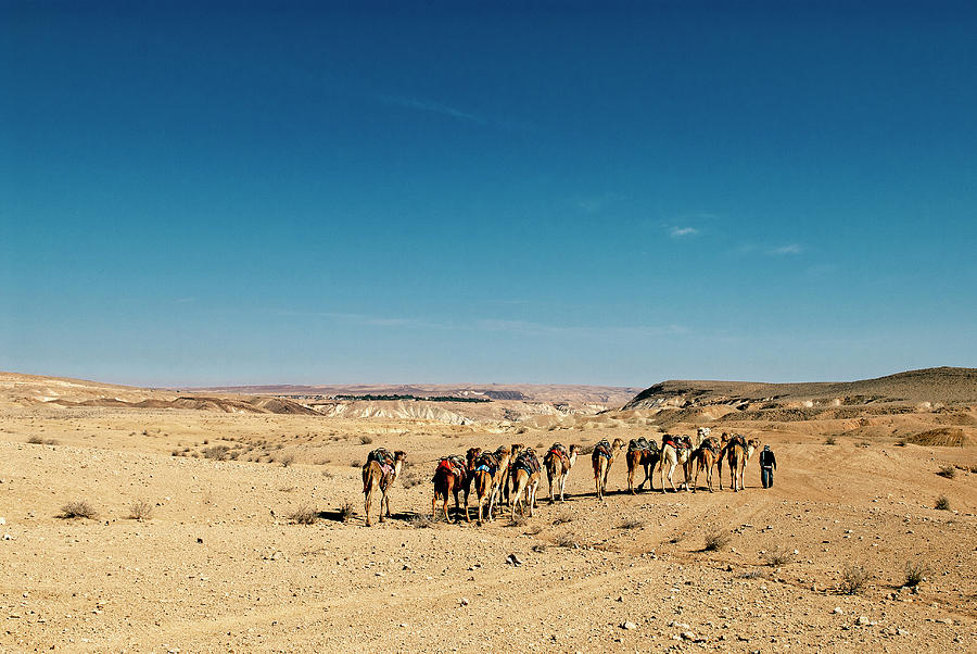 Camel Photograph - Israel, Negev Desert by David Noyes