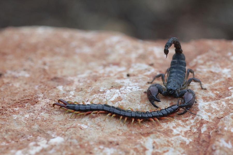 Israeli Black Scorpion Photograph by Photostock-israel/science Photo Library