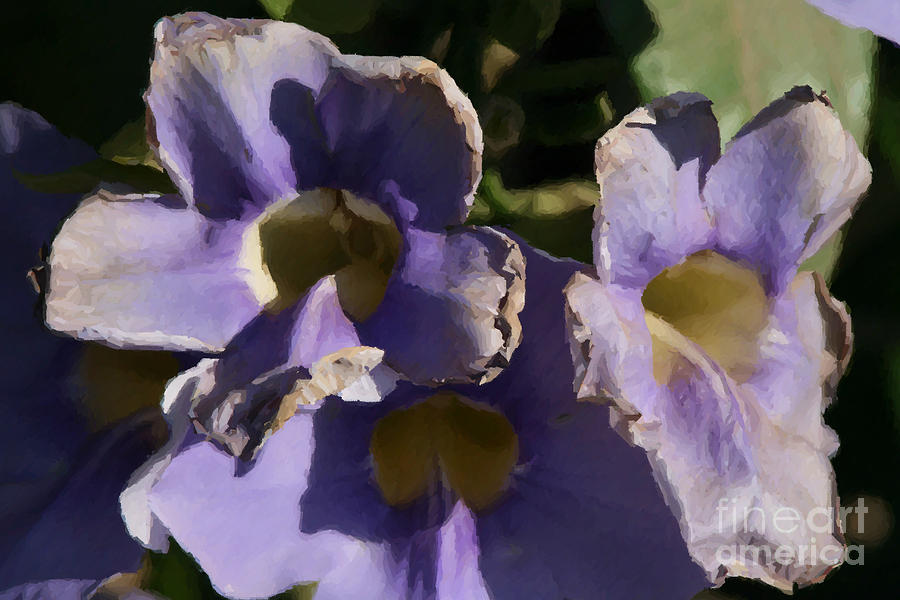 Purple Flowers Photograph by Doc Braham