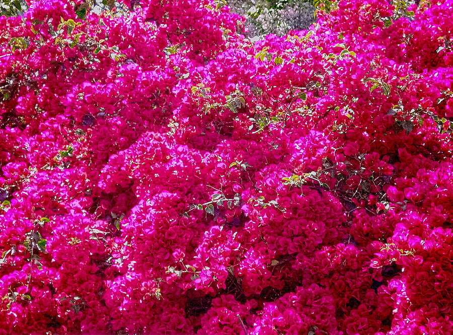 Flowers Still Life Photograph - Israels Pink Bouganvillae glabra by Sandra Pena de Ortiz