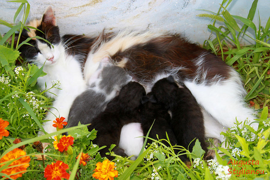 Balck Photograph -  Cat with Kitten by Augusta Stylianou