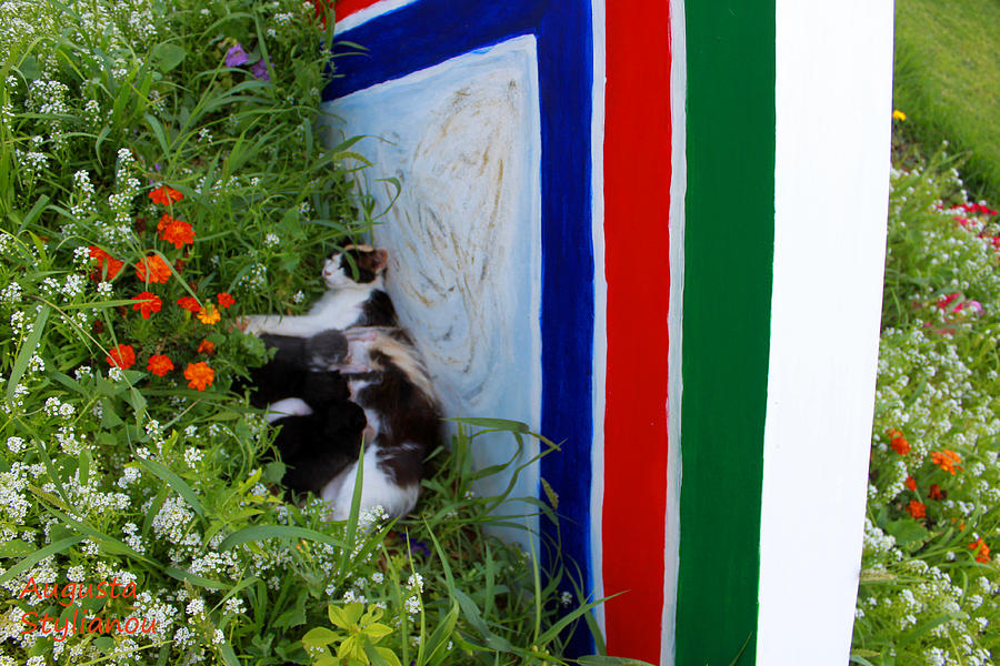 Cat near flowery Galaxy Photograph by Augusta Stylianou