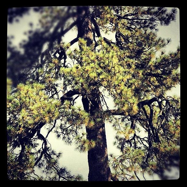 Nature Photograph - It Is A Nice Tree. #nice #tree #mine by Amanda Nicole
