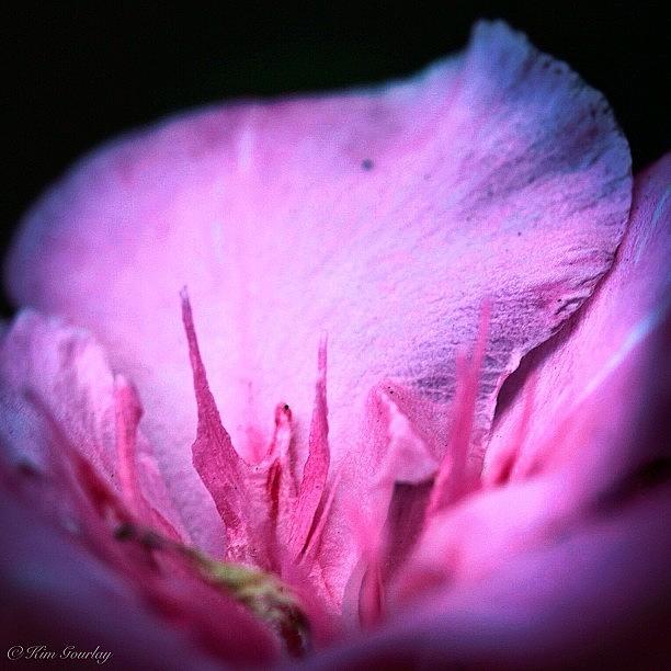 Macro Photograph - it Is At The Edge Of A Petal That by Kim Gourlay