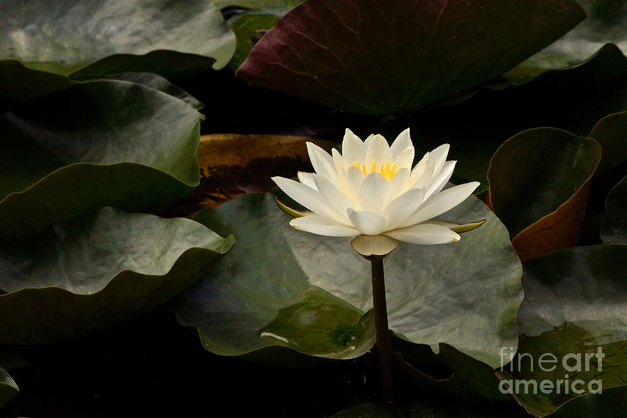 White Water Lily Photograph - It Is Better To Light A Candle ------- by Byron Varvarigos