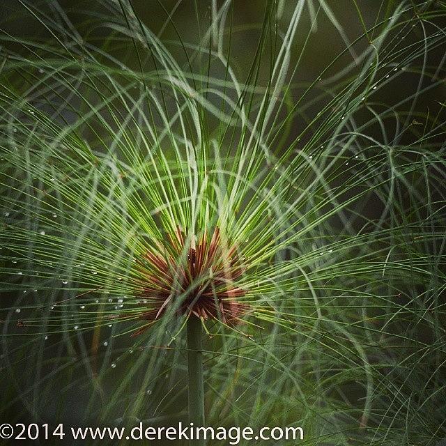 Nature Photograph - It Looked Like A Truffula Tree. Outside by Derek Kouyoumjian