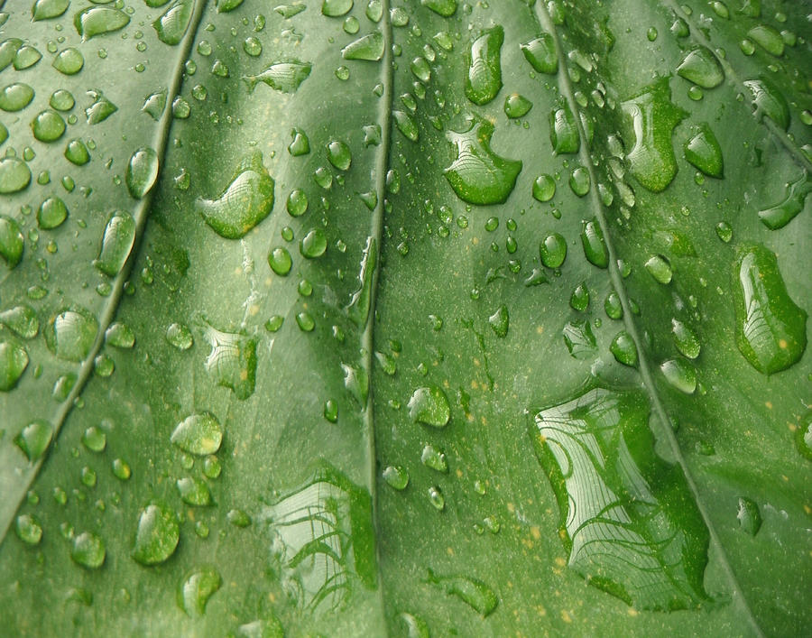 It Rained Painting by Rosie Brown Fine Art America