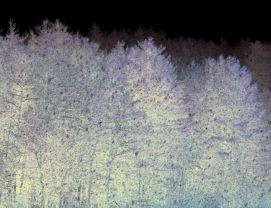Tree Photograph - It Snowed by Mim White