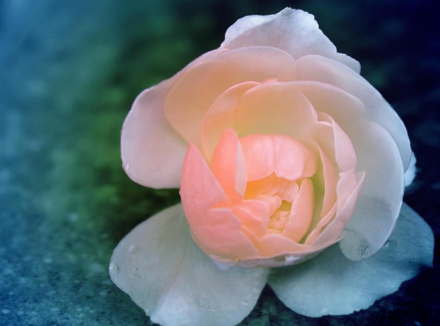Rose Photograph - It was a Rainy Day by The Art Of Marilyn Ridoutt-Greene