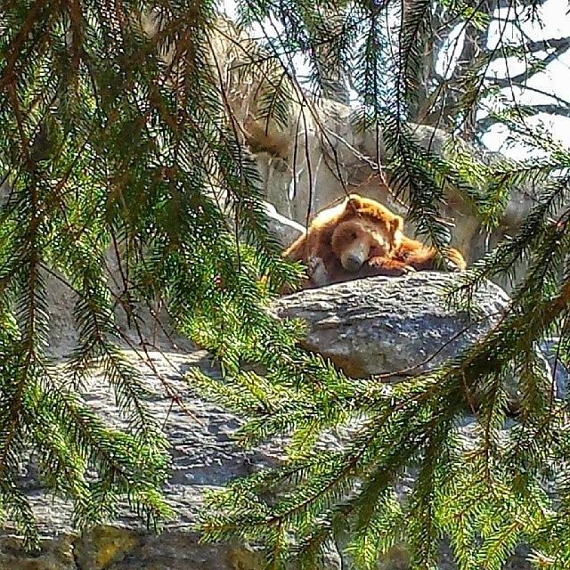 New York City Photograph - It Was A #relaxing Day @bronxzoo #bear by Antonio DeFeo