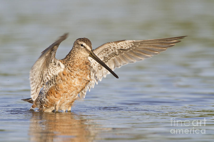 Dowitcher Showcasing his Wings Photograph by Bryan Keil