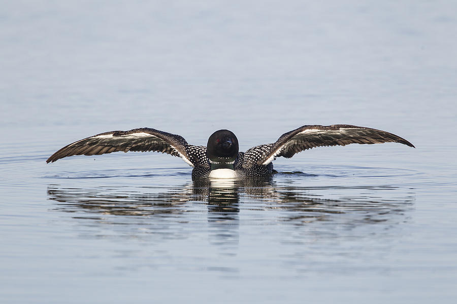 Loon Photograph - It Was This Big by Doug Lloyd