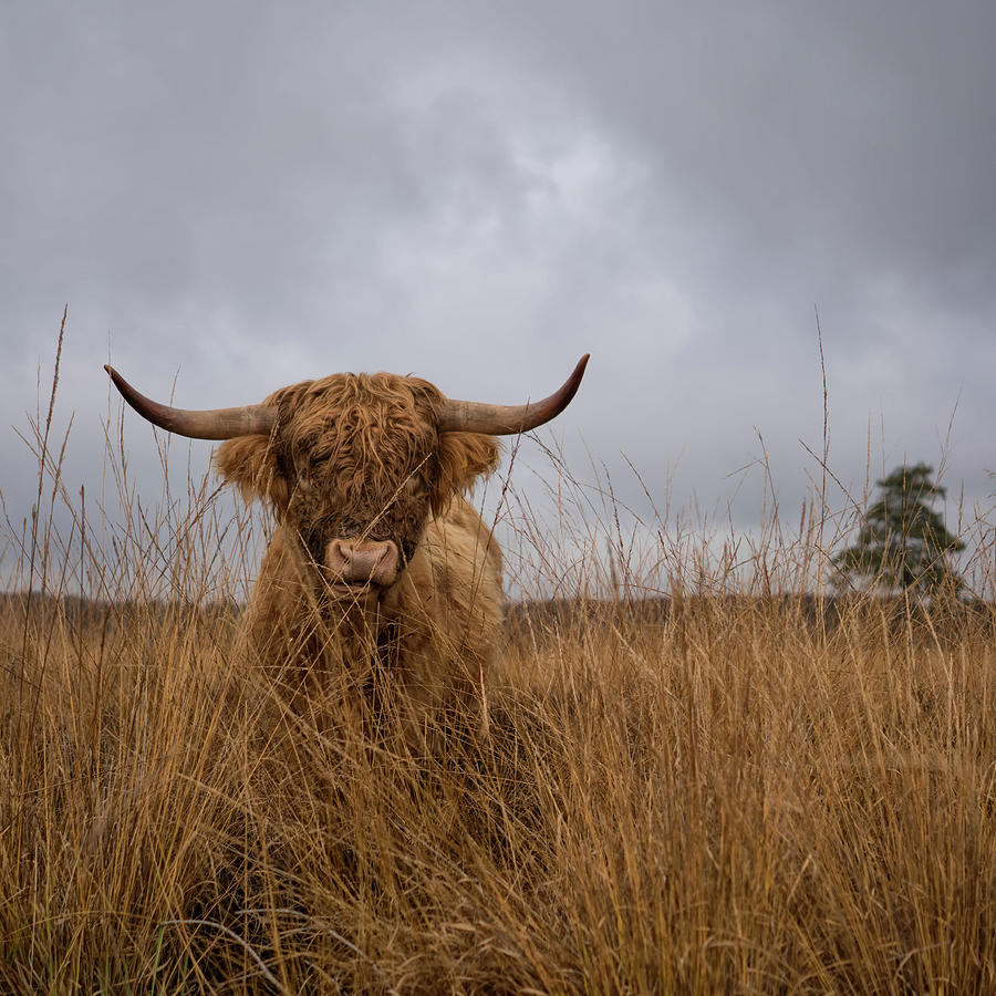 Cow Photograph - It Wasnt Me by Gert Van Den