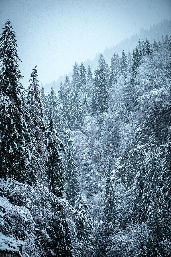 Italian Alps Snowing Winter Scene Photograph by Ilbusca