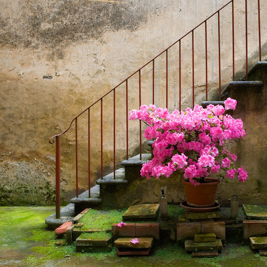 Italian Azalea Staircase Photograph by Bob Coates