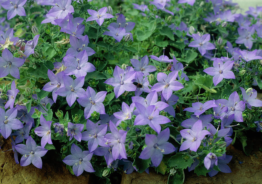 Italian Bellflower (campanula Isophylla) Photograph by Peter Jousiffe/science Photo Library