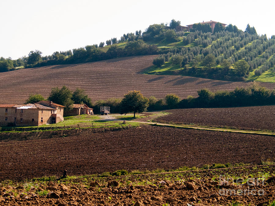 Tree Photograph - Italian Countryside by Tim Holt