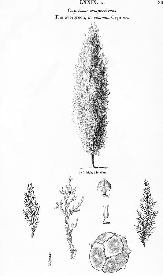 italian cypress tree drawing