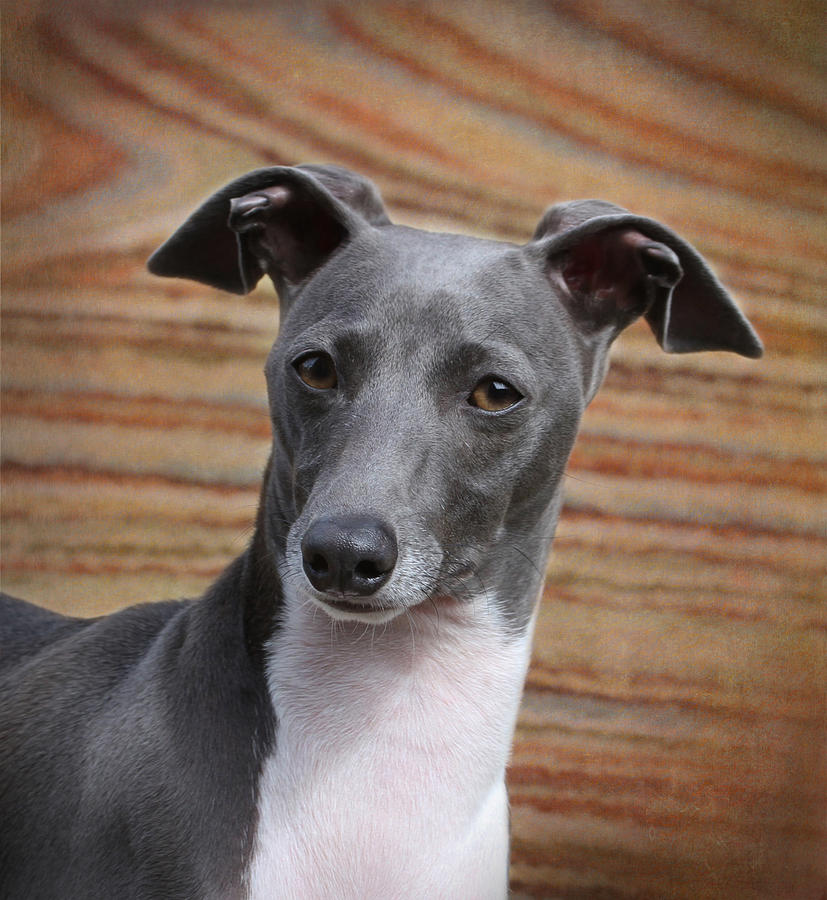 Italian Greyhound Photograph by Angie Vogel