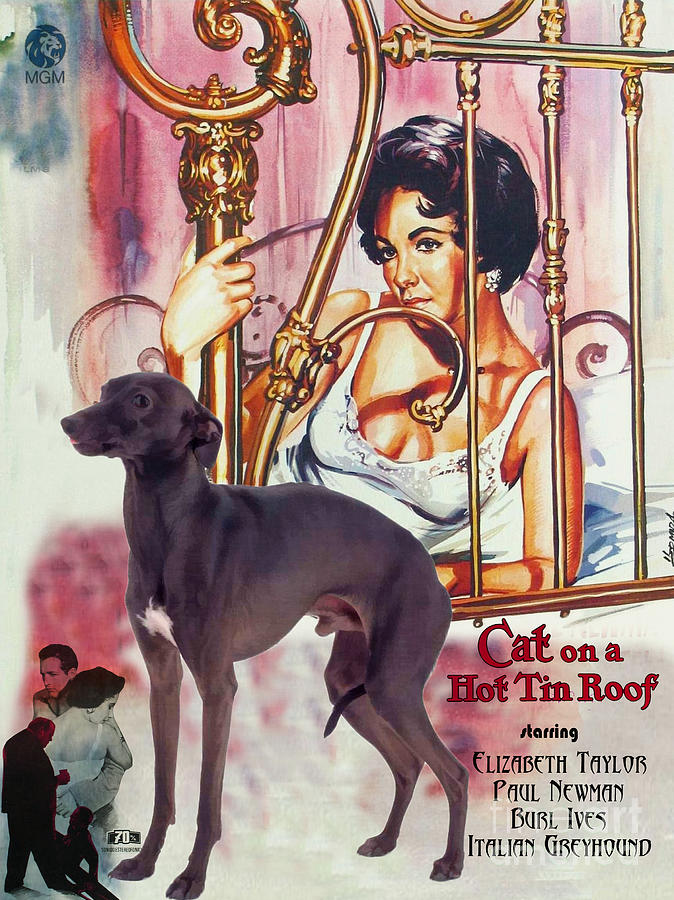 Italian Greyhound Art - Cat on a Hot Tin Roof Movie Poster Painting by Sandra Sij