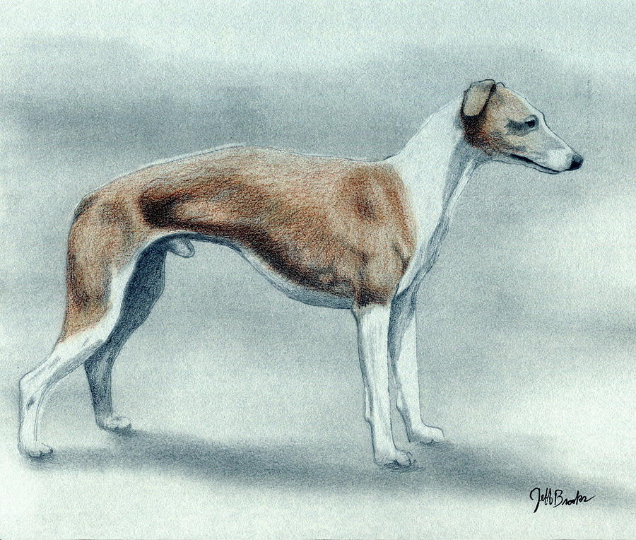 Italian Greyhound Dog Drawing - Italian Greyhound Dog by Olde Time  Mercantile