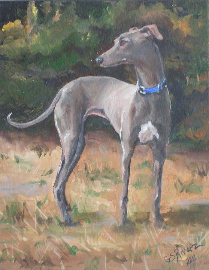 Italian Greyhound Painting by G S Riverz