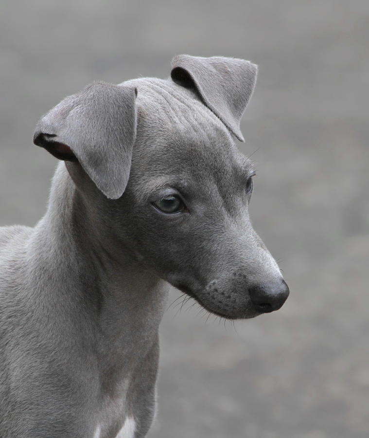 Italian Greyhound Puppy Photograph by Angie Vogel