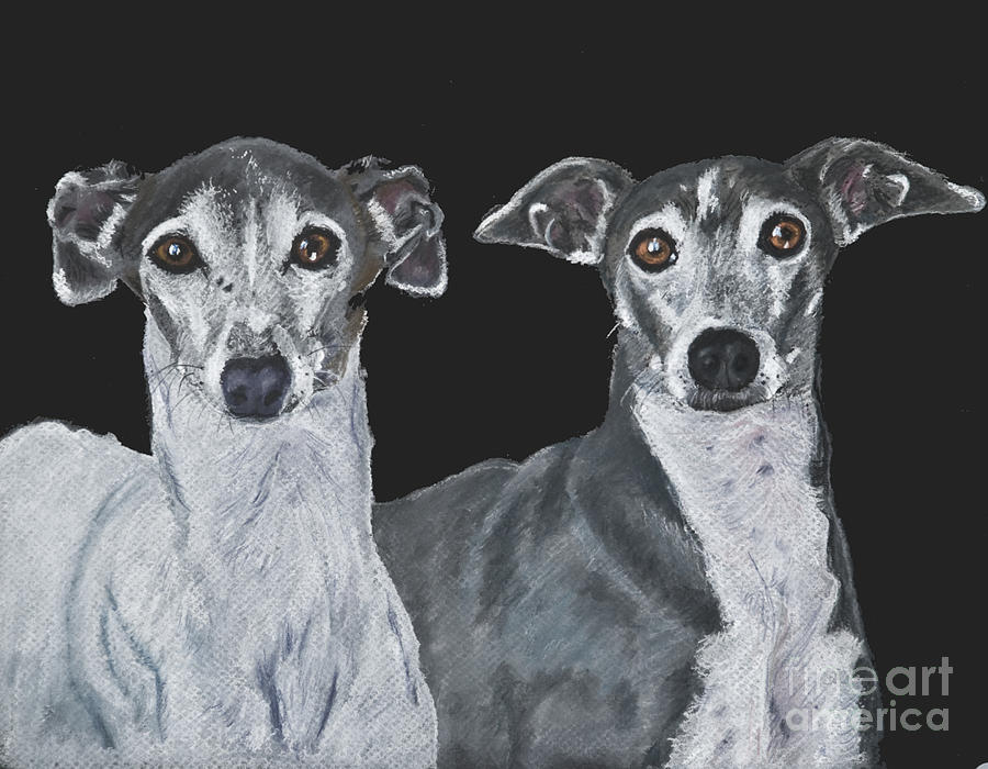 Nature Painting - Italian Greyhounds Portrait Over Black by Kate Sumners