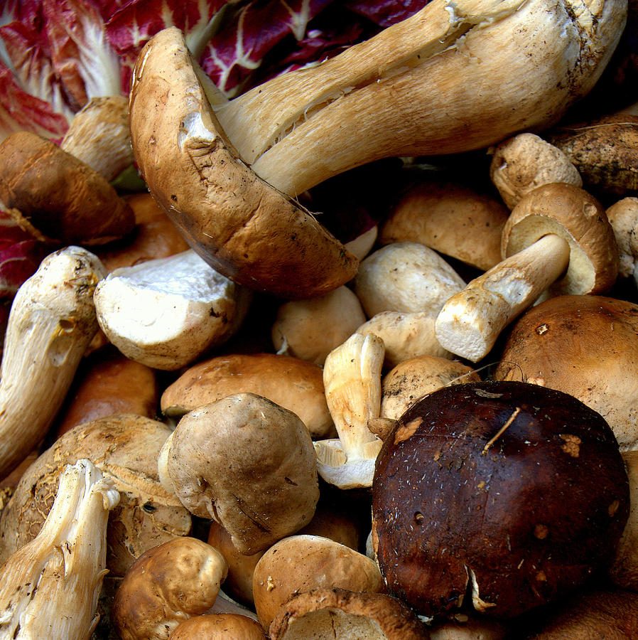 Italian Mushrooms Photograph by Caroline Stella