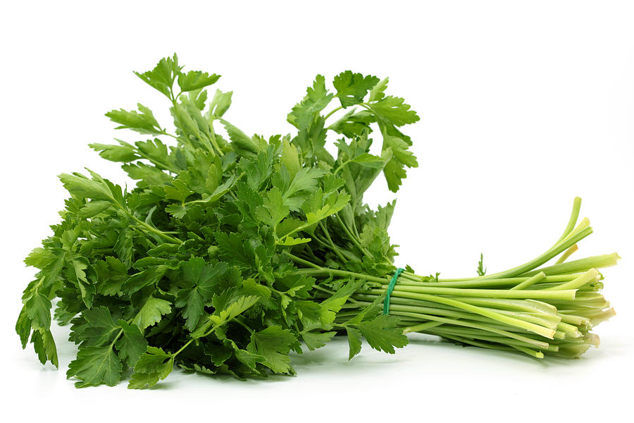 Italian Parsley Photograph by Gaffera Italian Parsley Photograph by Gaffera
