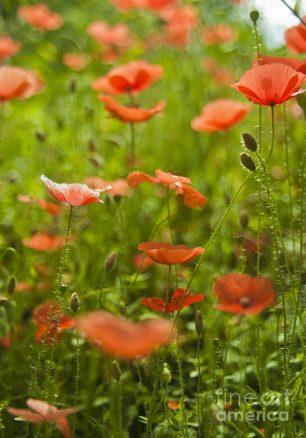 Italian Poppies Photograph by Benjamin Fischinger - Fine Art America