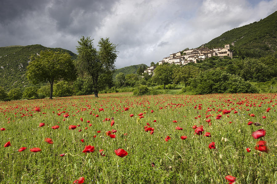 Italian Poppies Photograph by Dawn Black - Fine Art America