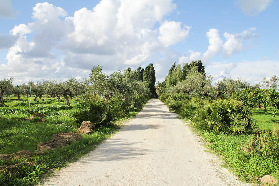 Italian Road To Olive Orchard Photograph by Courtney Hopkins