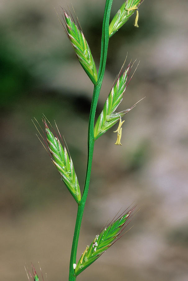 Italian Ryegrass (lolium Multiflorum) Photograph by Bruno Petriglia ...