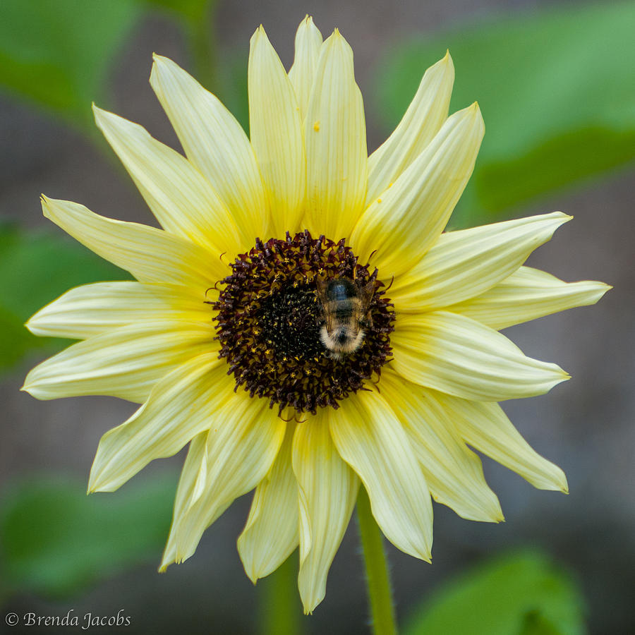 Italian Sunflower Photograph by Brenda Jacobs