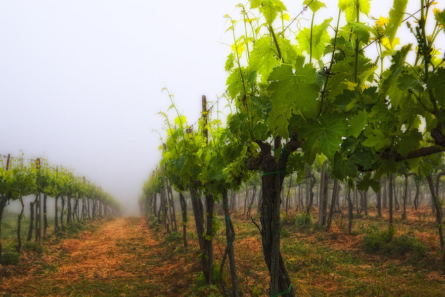 Italian Vineyard Photograph by Bob Coates