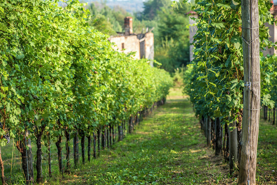 Italian Vineyard In Autumn Photograph by Ilbusca