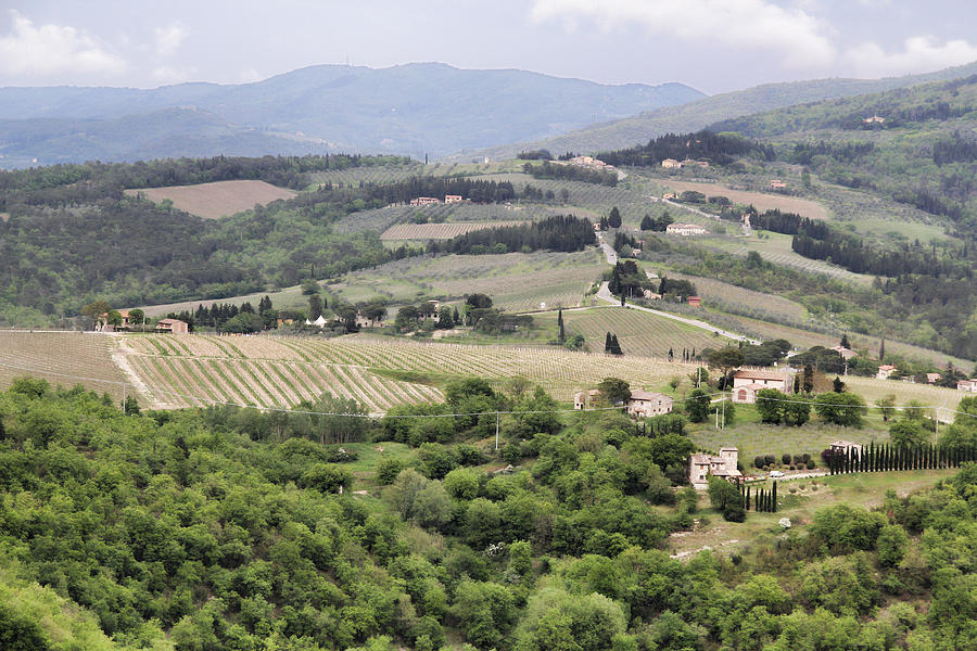 Italian Vineyards Photograph by Nancy Ingersoll