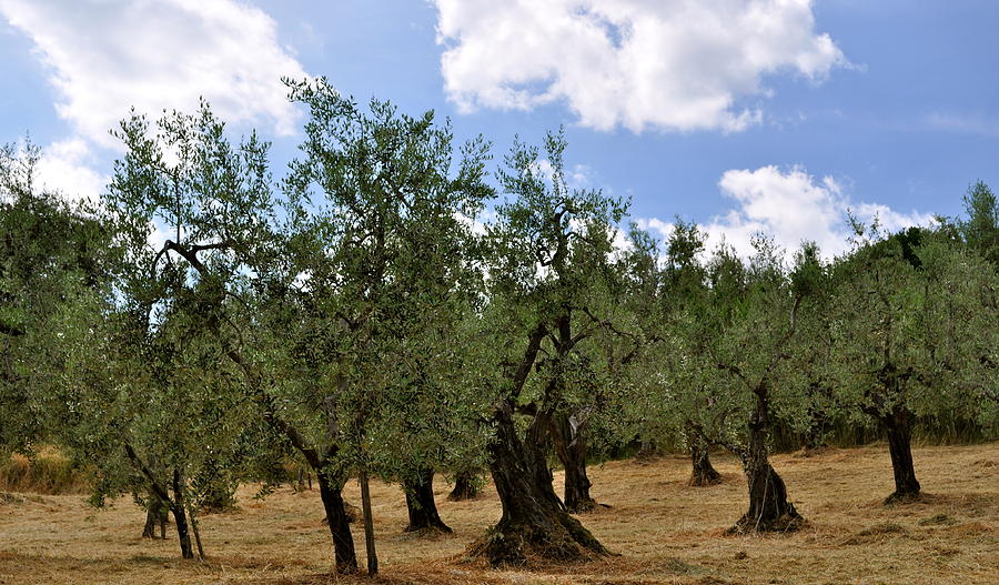 Italy Olive Trees Photograph by Teresa Tilley