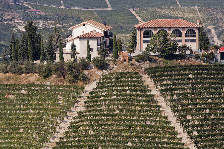 Wine Photograph - Italy Piemonte VI by Henk Goossens