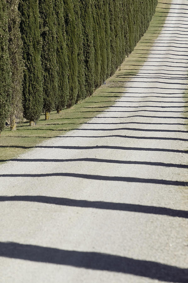 Italy, Toscana, San Quirico dOrcia, country road lined with cypress trees Photograph by Roine Magnusson