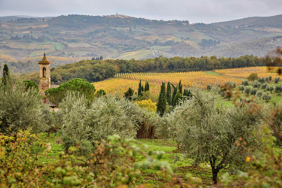 Wine Photograph - Italy, Tuscany, San Gimignano by Hollice Looney
