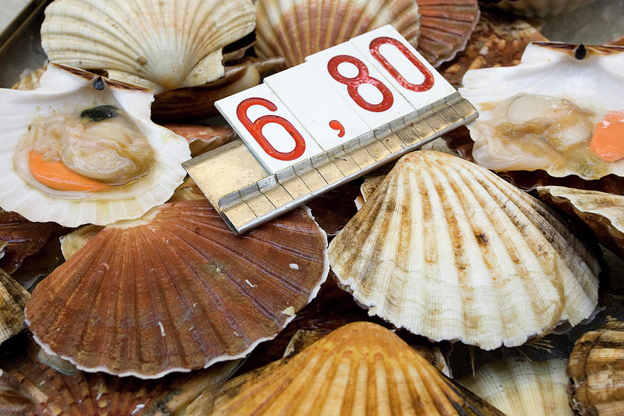 Fish Photograph - Italy, Venice Fresh Scallops For Sale by Jaynes Gallery