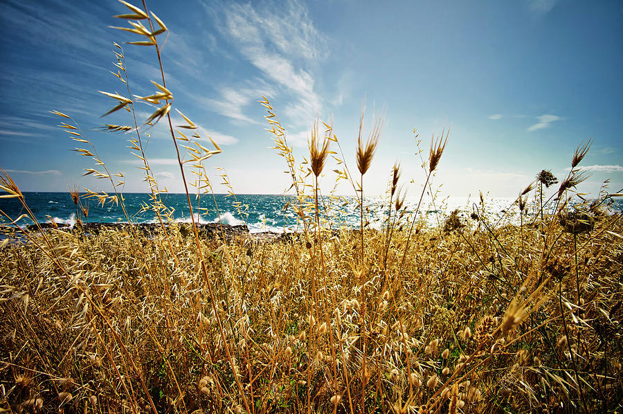 Italy, View Of Wild Oat At Ionean Sea Photograph by Westend61